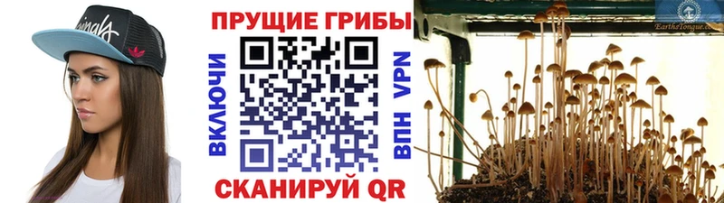 наркота  Сельцо  Галлюциногенные грибы Cubensis 
